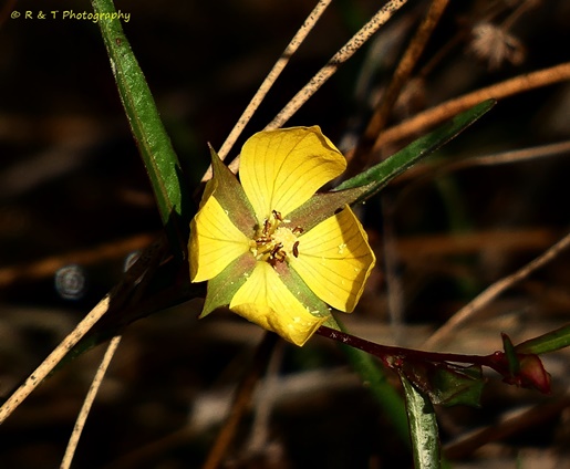 {Ludwigia linearis}